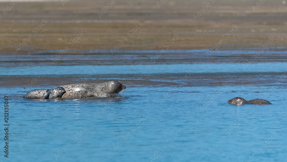Obraz premium Harbor seals lying on the sand in California, the mother and the baby playing in the mud 