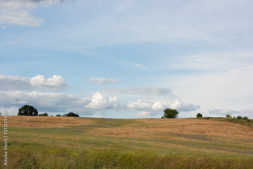 Summer landscape with a field, with different herbs of different colors and a large sky.