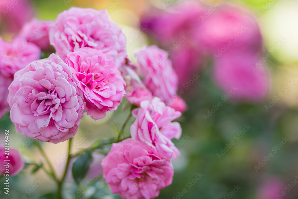 Garden pink rose on blurred background, beautiful pink rose on a green background, blank for cards, holiday bouquet, spring pattern for the designer, valentine card, art