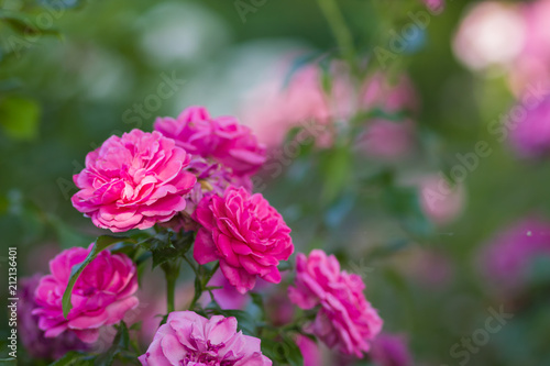 Garden pink rose on blurred background, beautiful pink rose on a green background, blank for cards, holiday bouquet, spring pattern for the designer, valentine card, art © Lazartivan