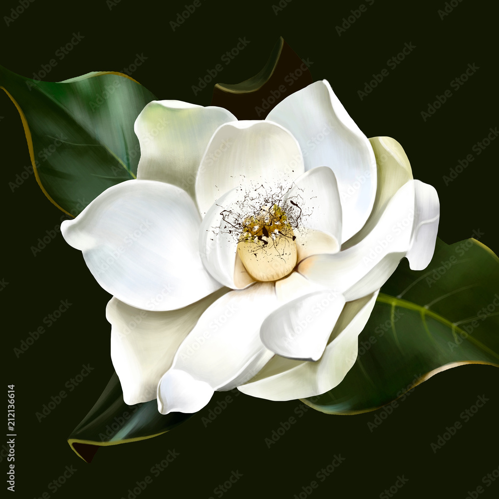 Naklejka premium Beautiful white Magnolia closeup on green background