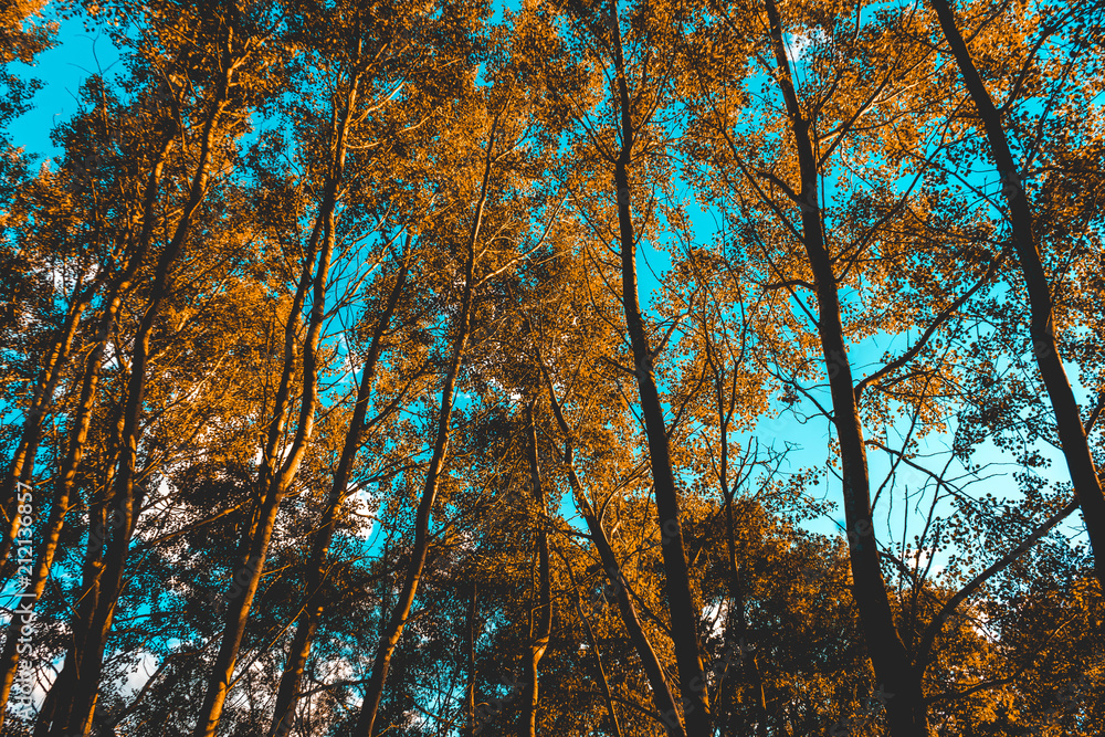 some treetops as background texture or nature theme