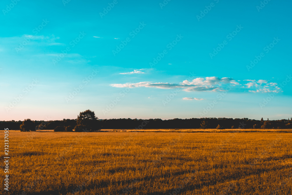 vintage colored picture of corn field with blue sky