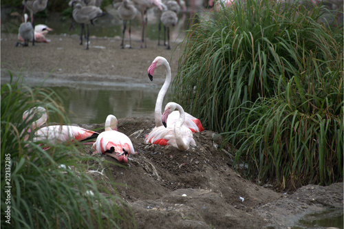 Flamingos beim Brüten photo