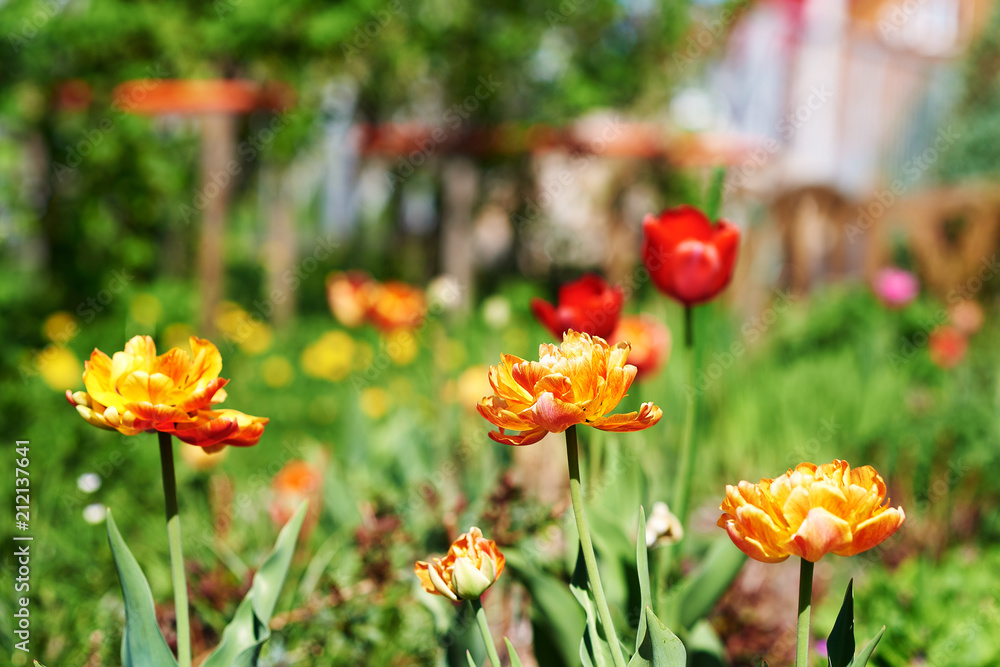 Fototapeta premium Blossomed flowers of a Tulip on a personal countryside plot.