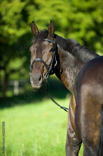 Pferd auf der Koppel