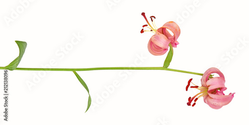 Wallpaper Mural Flowering Martagon lily (Lilium martagon) isolated on white background Torontodigital.ca