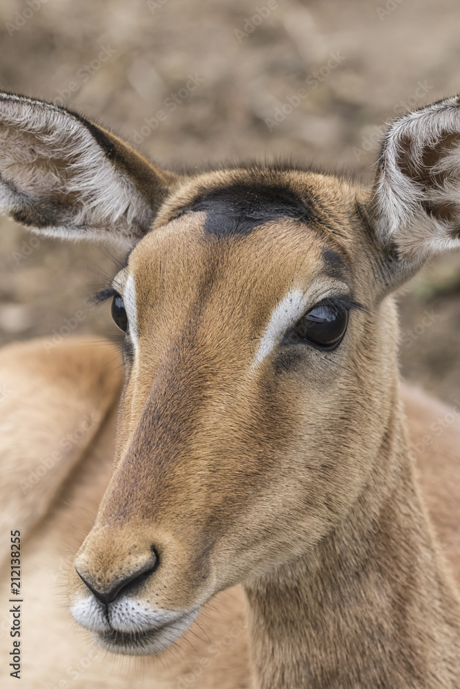 impala close up impala close up