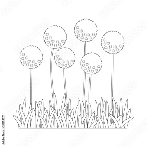 Flowering onion allium cepa black and white
