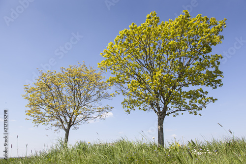 meadow in springtime