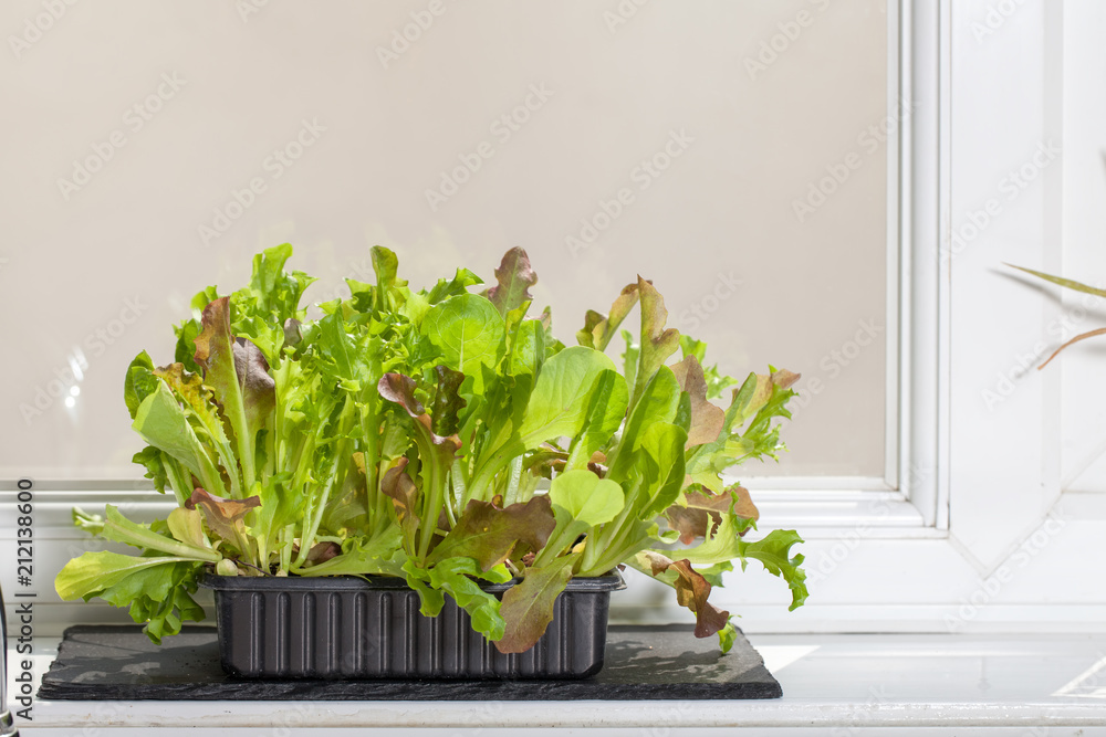 Home-grown organic vegetables. Lettuce plants growing on a kitchen windowsill