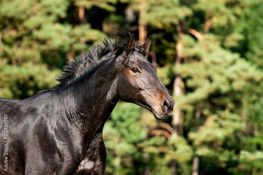 Pferd auf der Koppel Pferd auf der Koppel