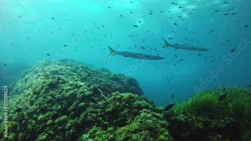 Wallpaper Mural Scuba diving in the Mediterranean Sea - Two striped barracudas swimming in a reef Torontodigital.ca