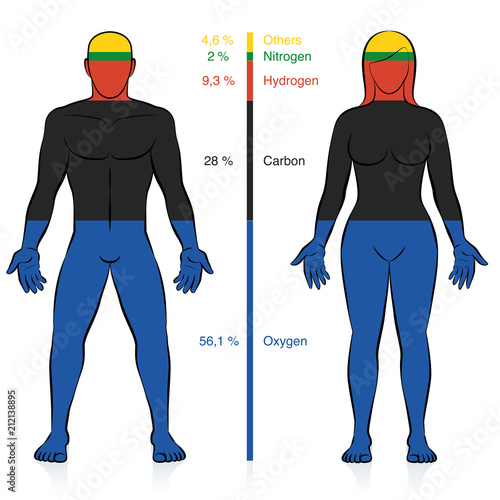 Main chemical elements of the human body. Oxygen, carbon, hydrogen, and nitrogen with percent of mass information that compose a normal weight man and woman. Abstract vector.
