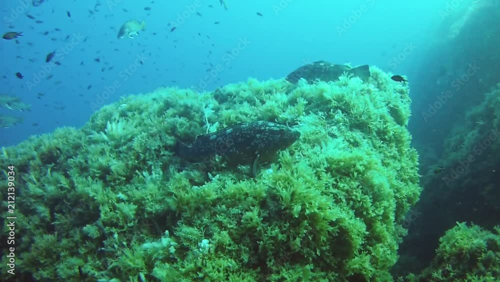 Underwater grouper fishes in a reef - Mediterranean sea life Underwater grouper fishes in a reef - Mediterranean sea life