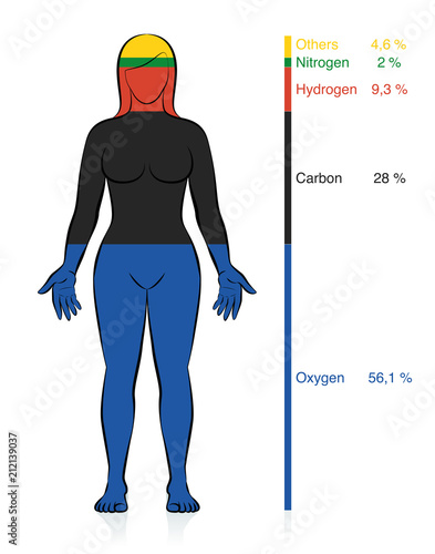 Amount of the most common chemical elements oxygen, carbon, hydrogen and nitrogen in the human body with percent of mass information that compose a normal weight woman. Vector illustration on white.