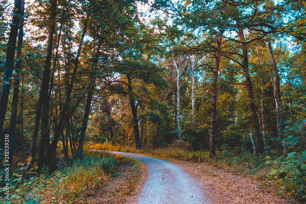 Obraz premium beautiful curved hiking track in a green forest