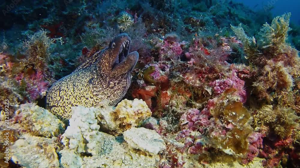 Scuba diving in the Mediterranean sea - Moray eel in a reef Scuba diving in the Mediterranean sea - Moray eel in a reef