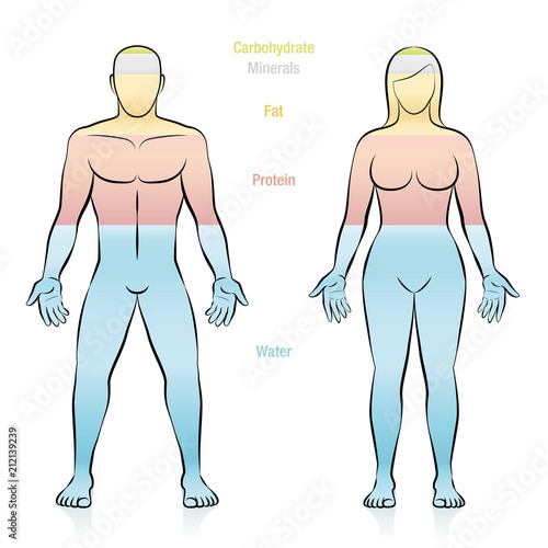 Composition of the main molecules that compose a normal weight woman. Water, fat, protein, minerals and carbohydrate. Illustration of the basic components of the human body.