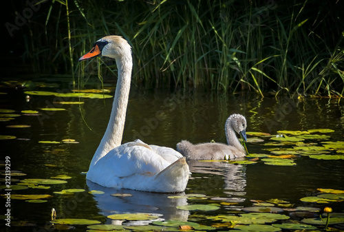 Adult swan and its young chick, mute swan (Cygnus olor) is a famous species o...