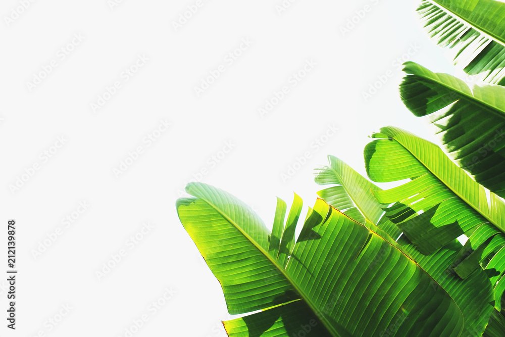 Bunch of tropical banana palm leaves on branch without fruits. Pollution  free nature concept. Banana republic background. Stock Photo | Adobe Stock