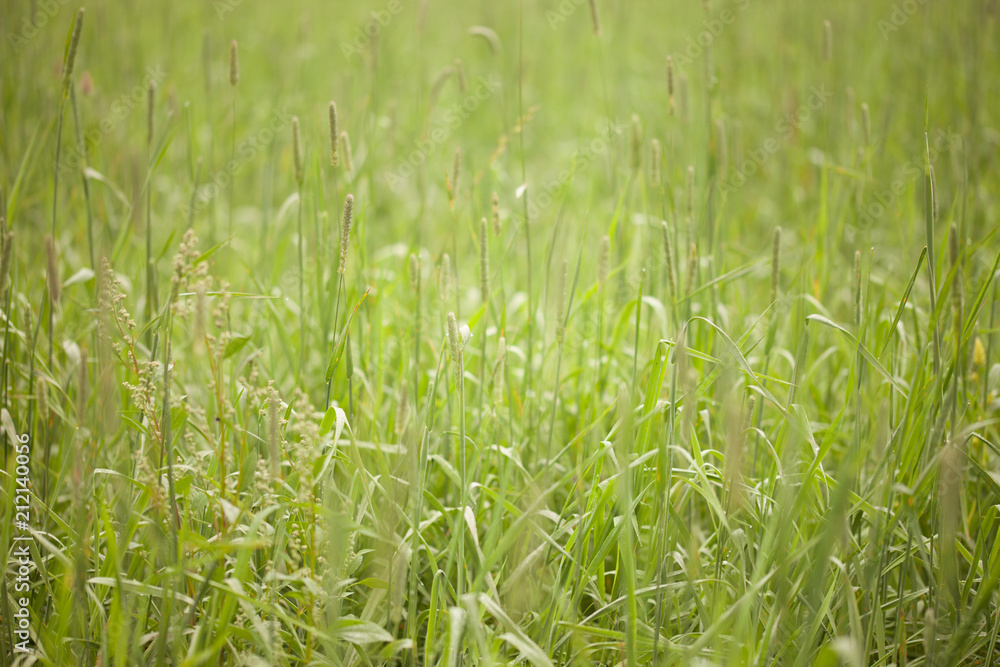 Fresh grass from a meadow