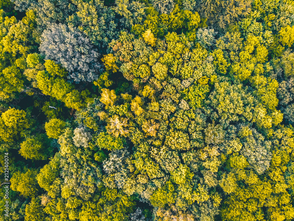 hundrets of trees from the bird view in a green forest