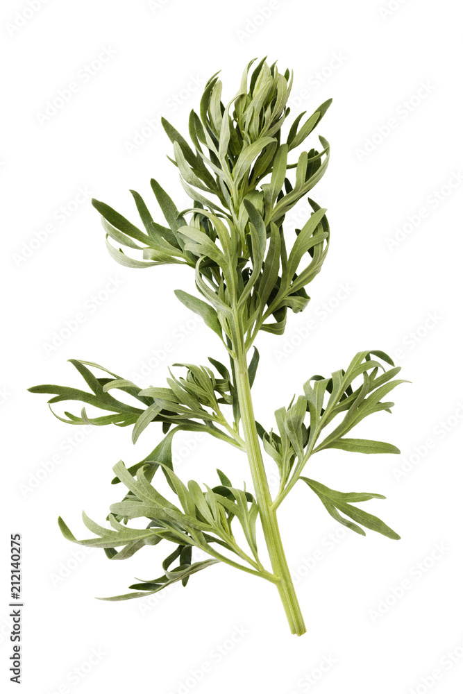 Fototapeta premium Wormwood branch isolated on white background