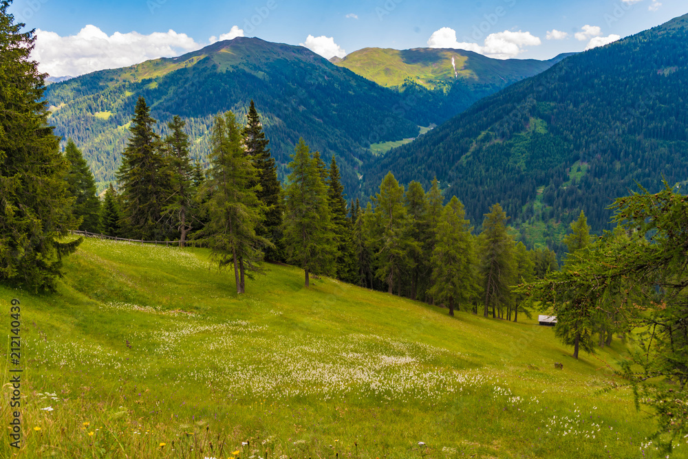 Blumenwiese im Obernbergtal