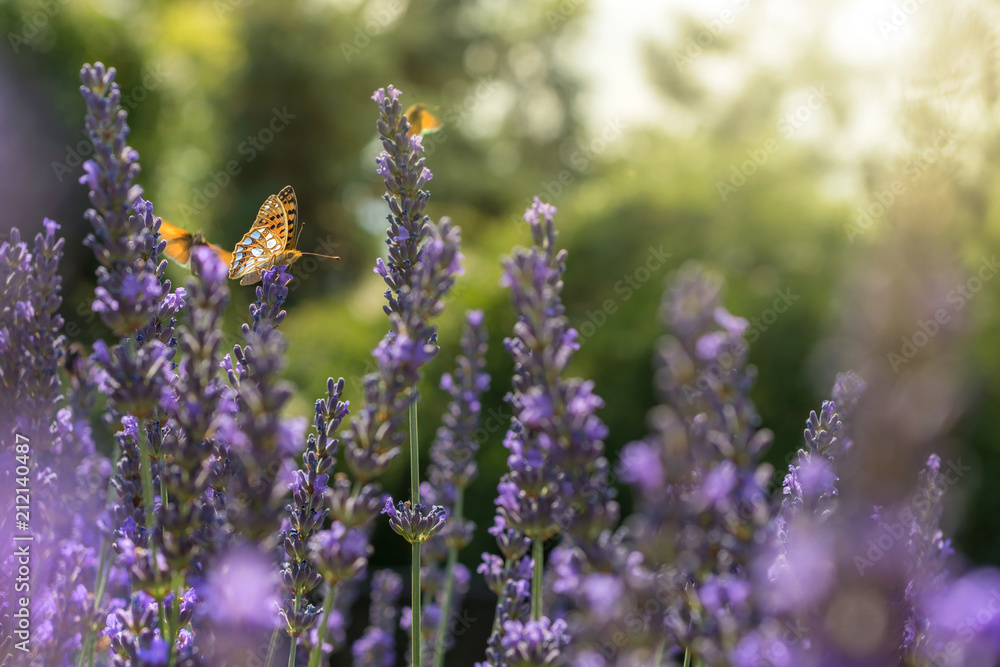 Obraz premium Mehrere Schmetterlinge fliegen über sonnendurchfluteten Lavendel
