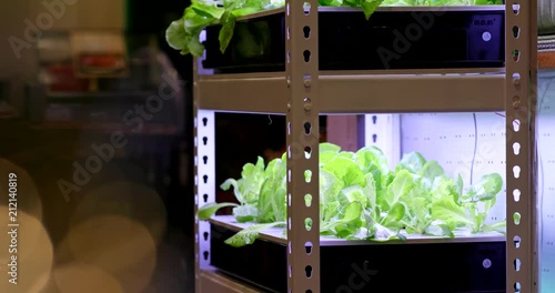 Hydroponics plantation of vegetable at indoor photo