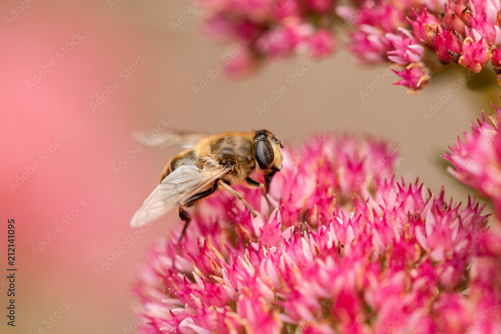Dung fly on top of a pink flower Dung fly on top of a pink flower