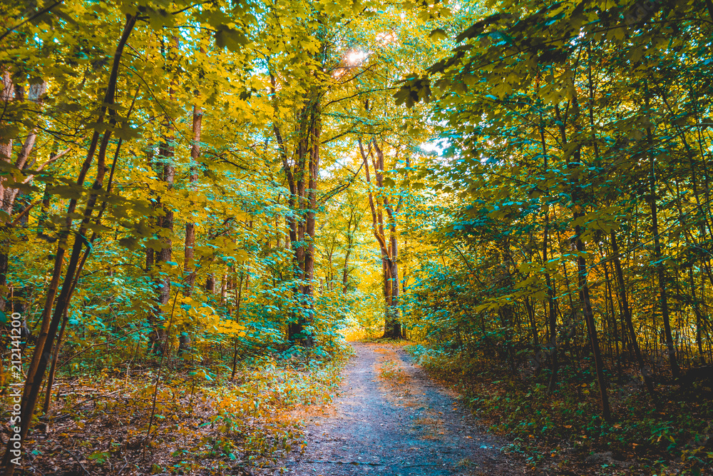 old footpath in a colorful forest