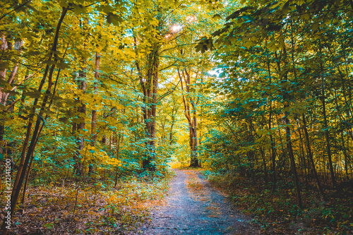 old footpath in a colorful forest