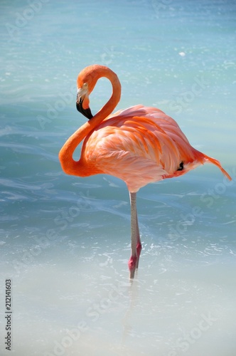 like a flamingo