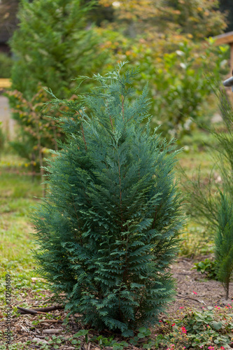 Fresh new pine tree