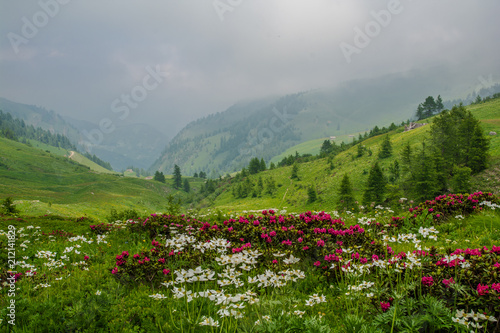 Montagna e nebbia