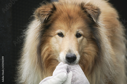 domestic collie with soft fluffy dogtoy