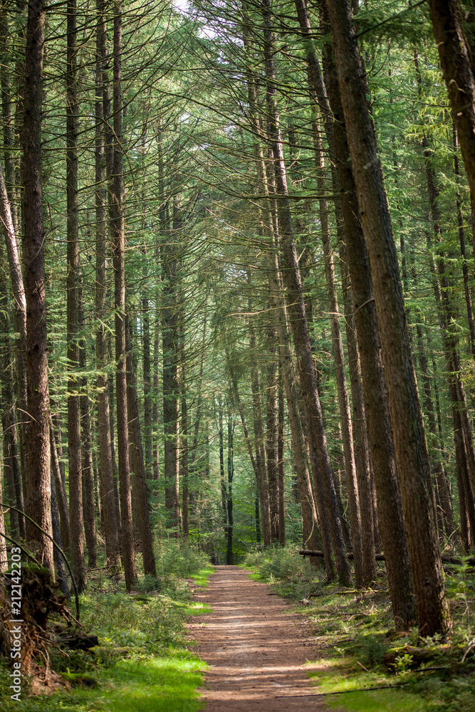 Fototapeta premium Forest path flanked by tall trees with the sun seeping in