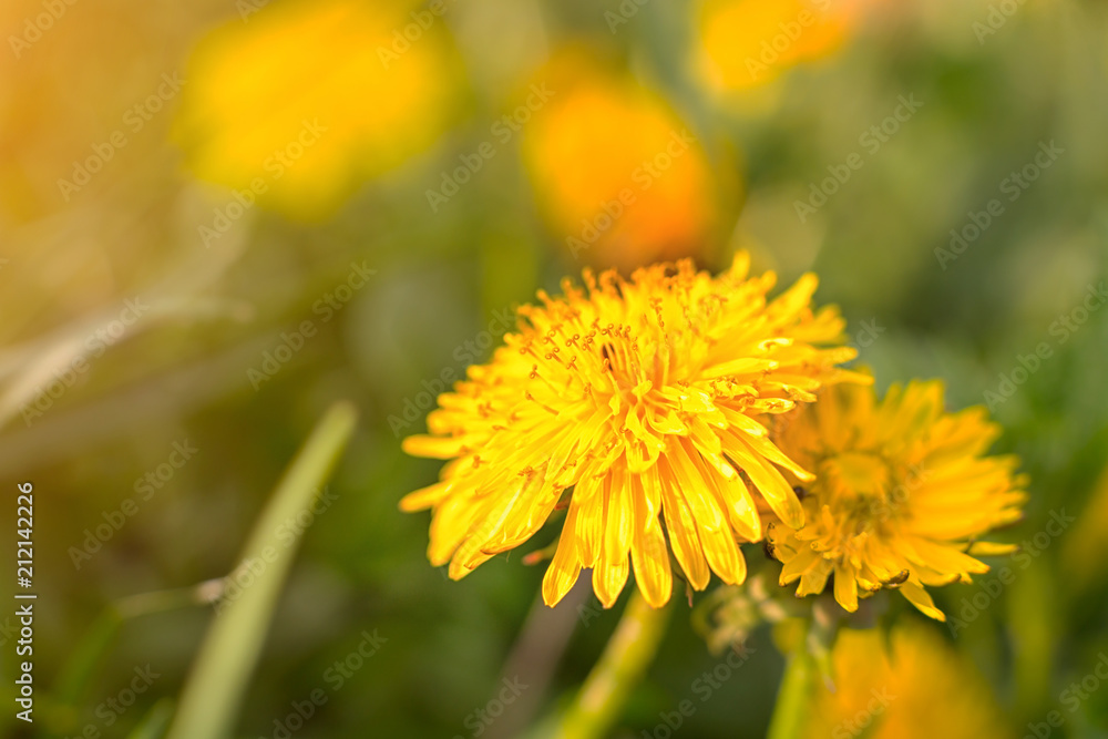 Dandelions on a green meadow Dandelions on a green meadow