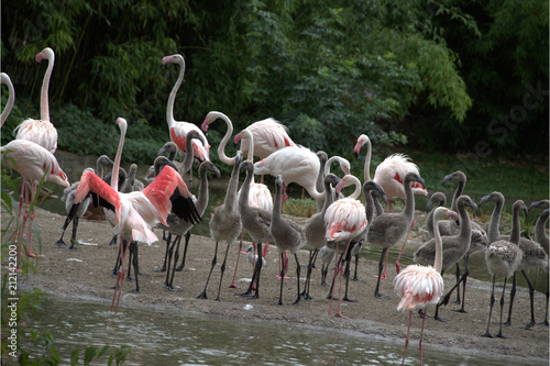 Junge Flamingos