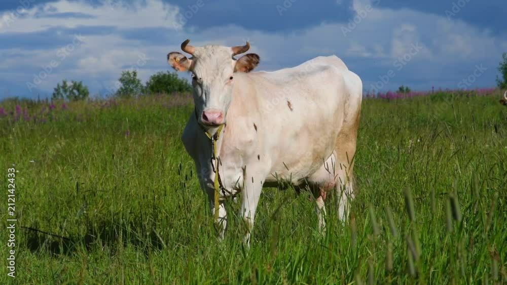 White farm Cow on the green lawn. A cows grazing in a meadow on a Sunny day. White farm Cow on the green lawn. A cows grazing in a meadow on a Sunny day.