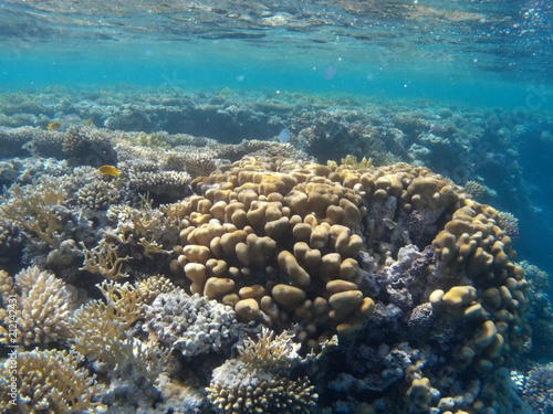 zerbrochene Korall