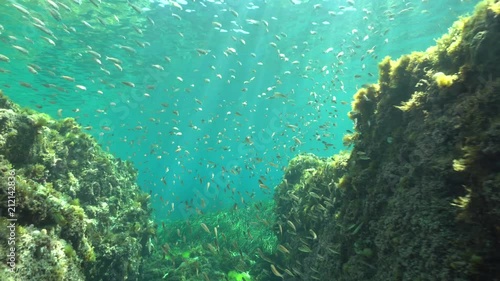 A school of bogue fish (Boops boops) underwater in the Mediterranean sea, La Isleta del Moro, Cabo de Gata-Níjar natural park, Almeria, Andalusia, Spain
