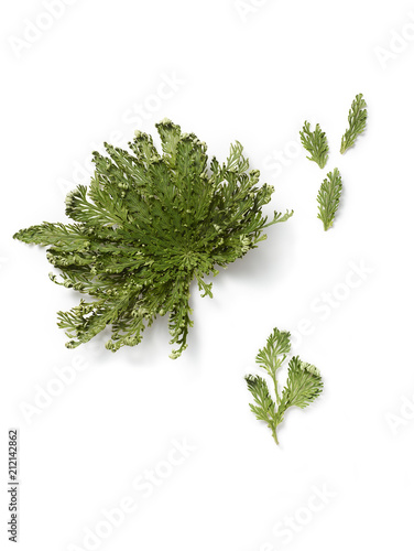 Rose of Jericho Anatomy