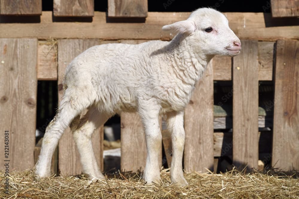 Obraz premium Baranek stoi przed drewnianą stajnią