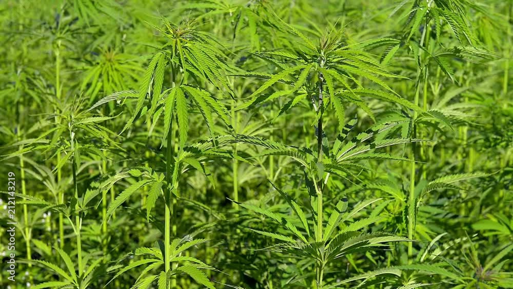 Cannabis hemp on the field. Cannabis hemp on the field.