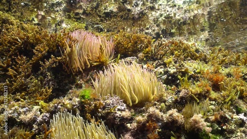 Mediterranean snakelocks sea anemone, Anemonia sulcata, in shallow water on rock with algae, underwater scene, Cap de Creus, Costa Brava, Catalonia, Spain
 photo