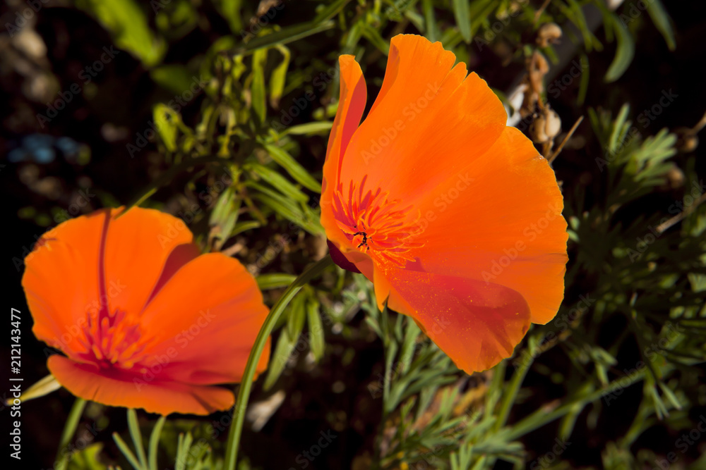 Two Red escholzia flowers