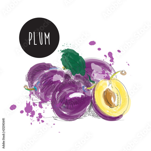 plum watercolor illustration. hand drawn vector painting of fruit. juicy plum. 